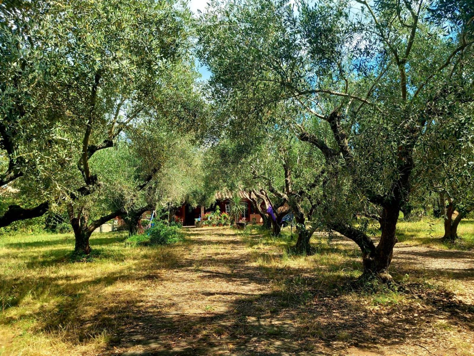 All'Ombra Degli Olivi Pisciarelli Luaran gambar